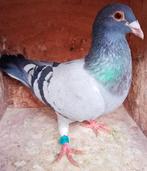 Postduif kleinzoon "JACOB", Dieren en Toebehoren, Vogels | Duiven, Mannelijk, Postduif