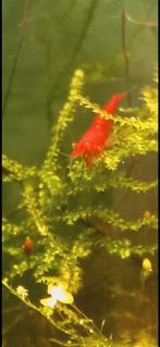 Bloody mary oe garnalen, Kreeft, Krab of Garnaal