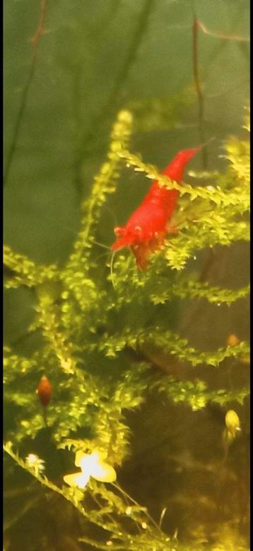 Bloody mary oe garnalen  beschikbaar voor biedingen