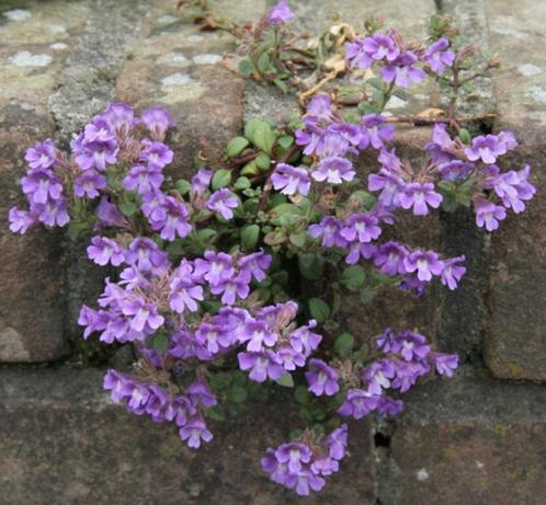 Marjoleinbekje Kleine Leeuwenbek Bleu Dream insecten vaste, Tuin en Terras, Planten | Tuinplanten, Vaste plant, Bodembedekkers