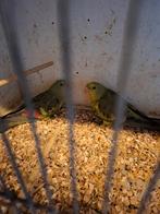 Bergparkieten, Dieren en Toebehoren, Meerdere dieren, Parkiet, Geringd