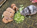 Nog 2 baby konijntjes beschikbaar, Dieren en Toebehoren, Konijnen