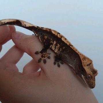 Prachtige blackline wimpergekko / crested gecko man beschikbaar voor biedingen