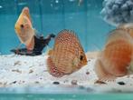 Galaxy Discus, Symphysodon Discus Galaxy, Vis, Zoetwatervis