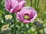 Zaden papaver lila, Ophalen of Verzenden, Volle zon