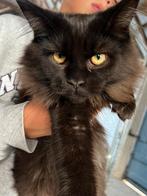 Lieve poezen te koop, Dieren en Toebehoren, Katten en Kittens | Raskatten | Langhaar, Poes