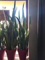 Sanseveria, Ophalen, In pot, Halfschaduw, Minder dan 100 cm
