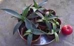 Bio Blauw Agave Americana vaste plant diverse stekken maten, Cactus, Minder dan 100 cm, Ophalen of Verzenden, In pot