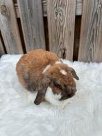 Lieve nhd voedster, Vrouwelijk, Dwerg