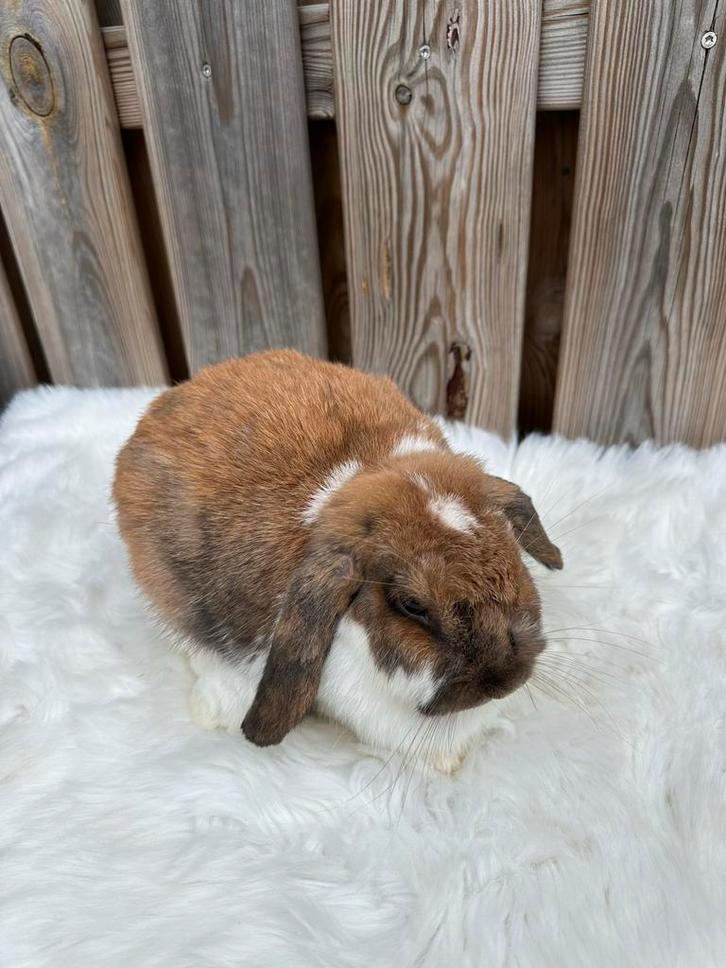 Lieve nhd voedster, Dieren en Toebehoren, Konijnen, Dwerg, Vrouwelijk
