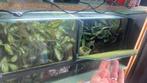 Paludarium met gifkikkers, Ophalen, Zo goed als nieuw, Terrarium of Paludarium