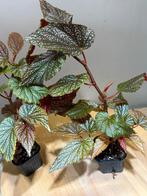 Begonia Pink Spot, Ophalen of Verzenden, Halfschaduw, Minder dan 100 cm