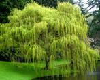 Gezocht treurwilg stekken, Tuin en Terras, Planten | Bomen, Minder dan 100 cm, Halfschaduw, Overige soorten, Bloeit niet