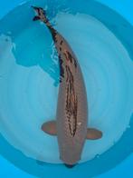 Prijs winnende Chagoi 75cm, Dieren en Toebehoren, Vissen | Vijvervissen, Karper of Koi