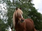 Super brave Welsh Cob pony te koop!, Dieren en Toebehoren, Pony's, Merrie, B, Gechipt, C pony (1.27m tot 1.37m)