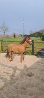 Superleuke kinderpony C, Dieren en Toebehoren, Pony's, Ruin, Recreatiepony