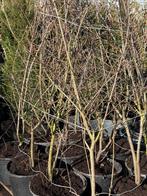 Krenteboom struiken hoog 160/180  bloemen wit vol in knop, Tuin en Terras, Ophalen, Overige soorten, Struik, 100 tot 250 cm