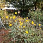 GRATIS Rudbeckia's bloemen12.00! Diekmanstraat 47, Volle zon, Vaste plant, Herfst, Ophalen