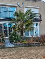 1 Winterharde Palmboom- Trachycarpus Fortunei, Tuin en Terras, Ophalen, Halfschaduw, 100 tot 250 cm, Zomer