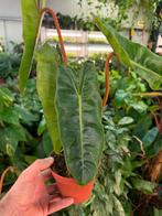 Philodendron Billietiae - 12cm pot, Huis en Inrichting, Kamerplanten, Ophalen of Verzenden