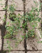 ACTIE nu €0.90 vinca minor maagdenpalm, Tuin en Terras, Ophalen of Verzenden, Volle zon