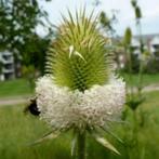 Te koop: zaden 1-, 2-jarigen en vaste planten, Tuin en Terras, Bloembollen en Zaden, Ophalen, Voorjaar, Volle zon, Zaad
