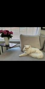 Perzische kater, Dieren en Toebehoren, Kater
