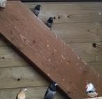 Japanse meeuwtjes, Dieren en Toebehoren, Vogels | Overige Vogels, Meerdere dieren