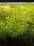 Aquariumplant  imnophila sessiflora snelgroeiend, Dieren en Toebehoren, Vissen | Aquaria en Toebehoren, Ophalen of Verzenden