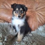 Schotse collie pups raszuiver, Dieren en Toebehoren, Honden | Herdershonden en Veedrijvers, CDV (hondenziekte), 8 tot 15 weken