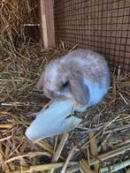 Prachtige lieve Nederlands hangoor dwergjes, Dieren en Toebehoren, Konijnen, Meerdere dieren, Dwerg, Hangoor