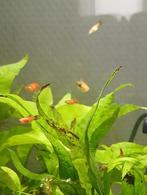 Platy, Dieren en Toebehoren, Vis, Zoetwatervis, Schoolvis