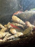 Torenslakken, Dieren en Toebehoren, Slak of Weekdier