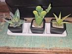 Cactus 5 euro, Ophalen of Verzenden, Zo goed als nieuw