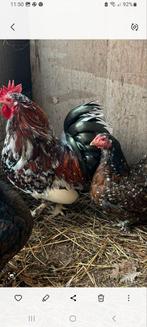 Krielkipjes  ( Porselein ), Dieren en Toebehoren, Vrouwelijk, Kip