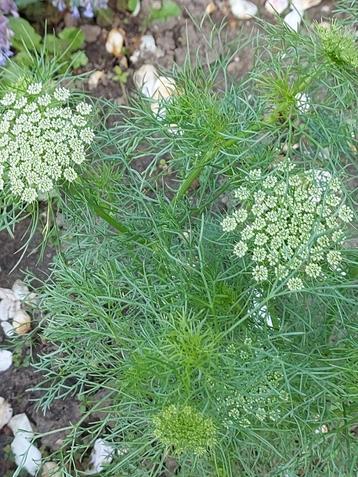 Ammi Majus beschikbaar voor biedingen