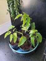 Stippenplant begonia - 7 stekjes (2 euro per stuk), Overige soorten, Minder dan 100 cm, Halfschaduw, Ophalen