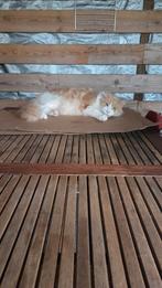 XL maine coon kater 4 jaar, Kater, Gechipt, 3 tot 5 jaar