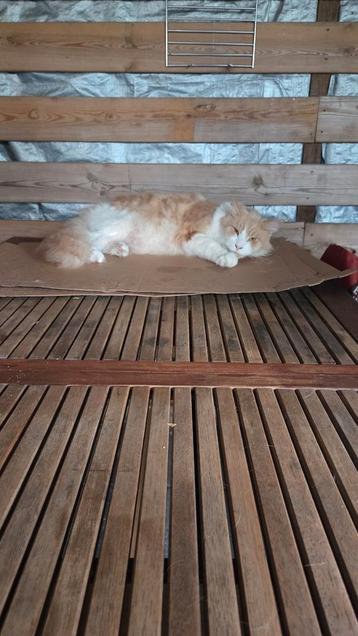 XL maine coon kater 4 jaar beschikbaar voor biedingen