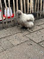 Mooie zijdehoen hennen te koop, Dieren en Toebehoren, Pluimvee, Vrouwelijk, Kip