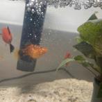 Platy’s te koop 4x, Dieren en Toebehoren, Vis