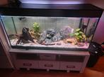 Mooi aquarium 120cm (240L), Dieren en Toebehoren, Ophalen, Zo goed als nieuw, Gevuld zoetwateraquarium