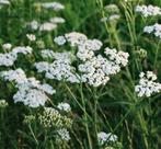 Achillea millefolium zaden wit “Duizendblad”, Ophalen of Verzenden, Voorjaar, Volle zon, Zaad