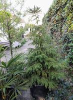 picea omorika servische spar, Ophalen, Bloeit niet, Overige soorten, Minder dan 100 cm