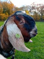 Nubische bok Niek van Klein Neerheide, Dieren en Toebehoren, Schapen, Geiten en Varkens, Mannelijk, Geit