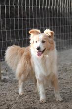 Lieve border collie dekreu, Dieren en Toebehoren, Honden | Dekreuen, Rabiës (hondsdolheid), 3 tot 5 jaar, Reu, Nederland