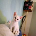 1 witte prachtige katter uit Breda., Dieren en Toebehoren, Kater, Kortharig