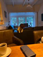 Engelse Springer Spaniel pups te koop., Ophalen of Verzenden