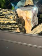 Ancistrus borstelneuzen, Dieren en Toebehoren, 0 tot 2 jaar