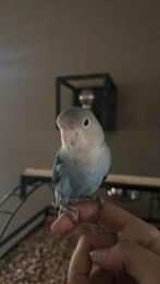 Jonge dwerg papegaai, Dieren en Toebehoren, Vogels | Parkieten en Papegaaien, Geslacht onbekend, Papegaai, Tam
